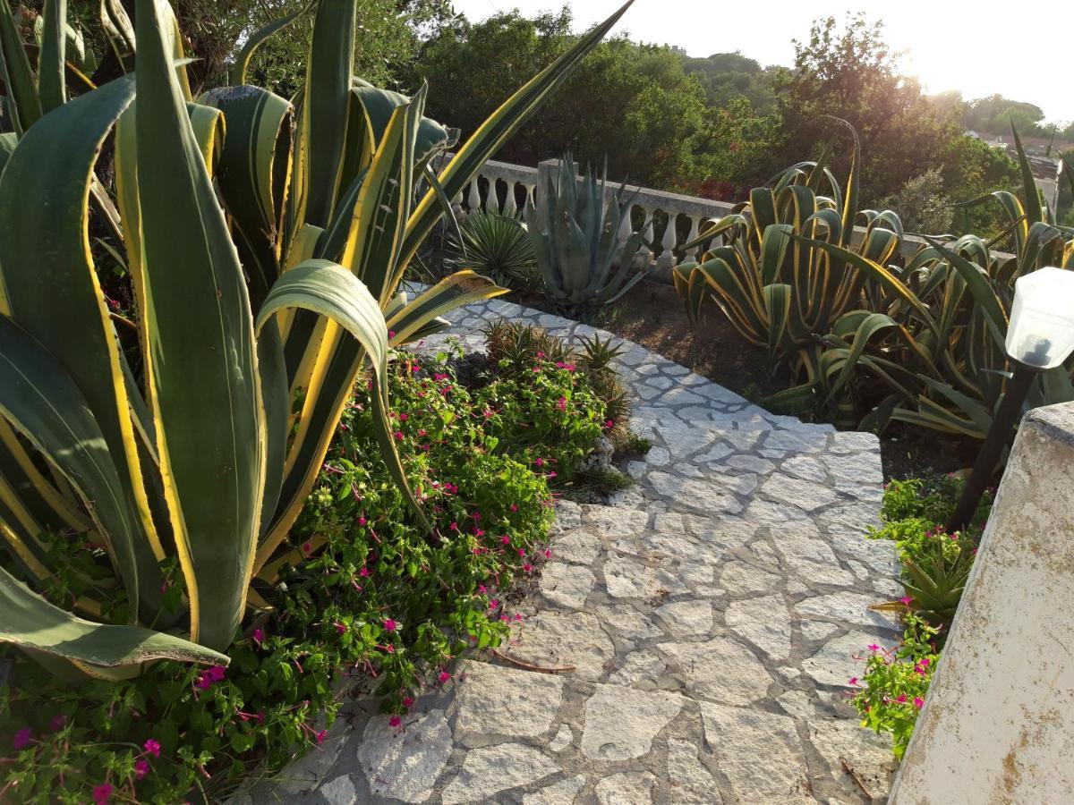 Villa Venezuela 1° Piano Maratea Εξωτερικό φωτογραφία